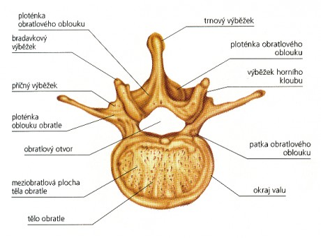 bederni-obratel