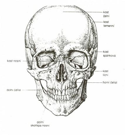 lebka---pohled-zepredu-