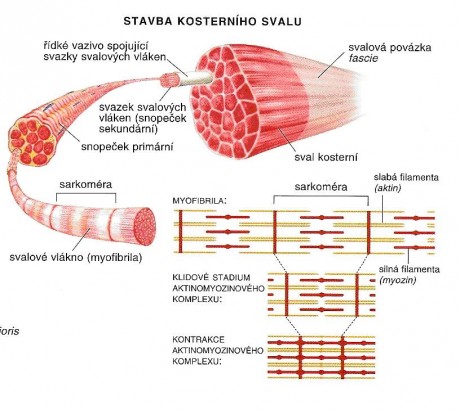 sval-stavba