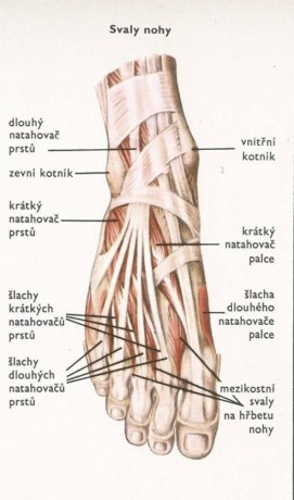 svaly-nohy