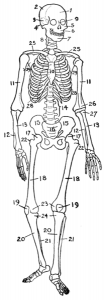 207px-human_skeleton_diagram.png